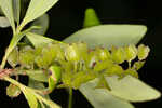 Buckwheat tree <BR>Black titi